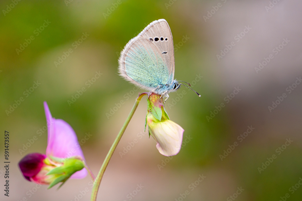 Macro shots, Beautiful nature scene. Closeup beautiful butterfly sitting on the flower in a summer garden. Macro shots, Beautiful nature scene. Closeup beautiful butterfly sitting on the flower in a summer garden.