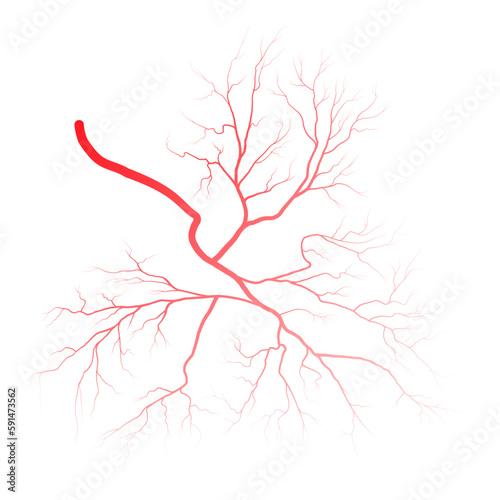 Human eye blood veins vessels silhouettes vector illustration isolated on white background. Eyeballs red veins anatomical human blood vessel artery health system.