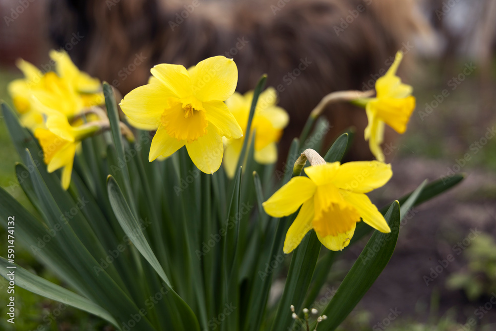 Blooming yellow daffodils. A group of spring blooming flowers.