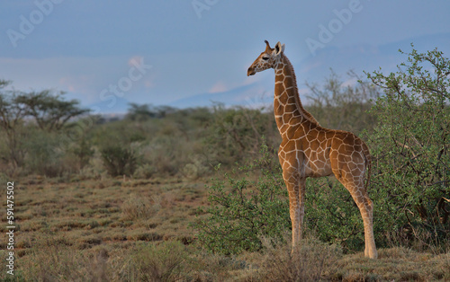 side view of baby reticulated griaffe standing alert in the wild savannah of buffalo springs national reserve, kenya