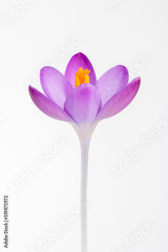 Closeup image of a Crocus tommasinianus against a white background