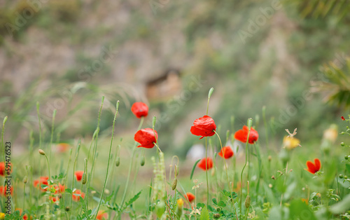 Poppies red, blooming red poppies in a clearing in front of rocks, beautiful spring flowers with selective blur, soft focus, red floral design or postcard