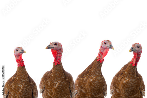 Canvas Print portraits of turkeys brown isolated on transparent background