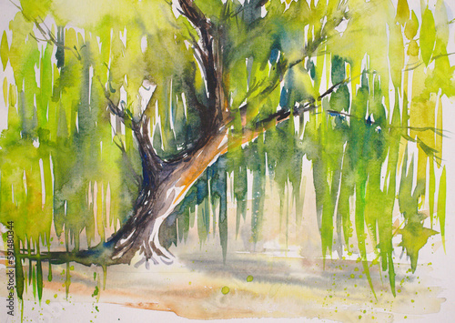 Weeping willow tree or Babylon willow (Salix Babylonica). Picture created with watercolors.