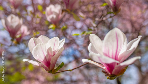 purple flowers on a magnolia tree in early spring