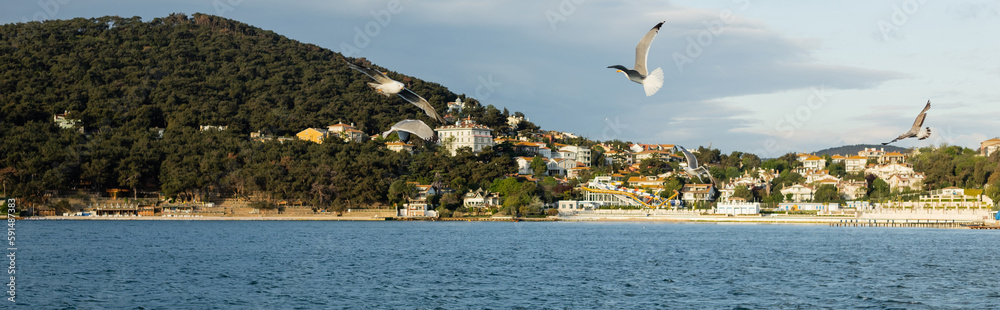 Seagulls flying above sea with coast of Princess islands at background in Turkey, banner.