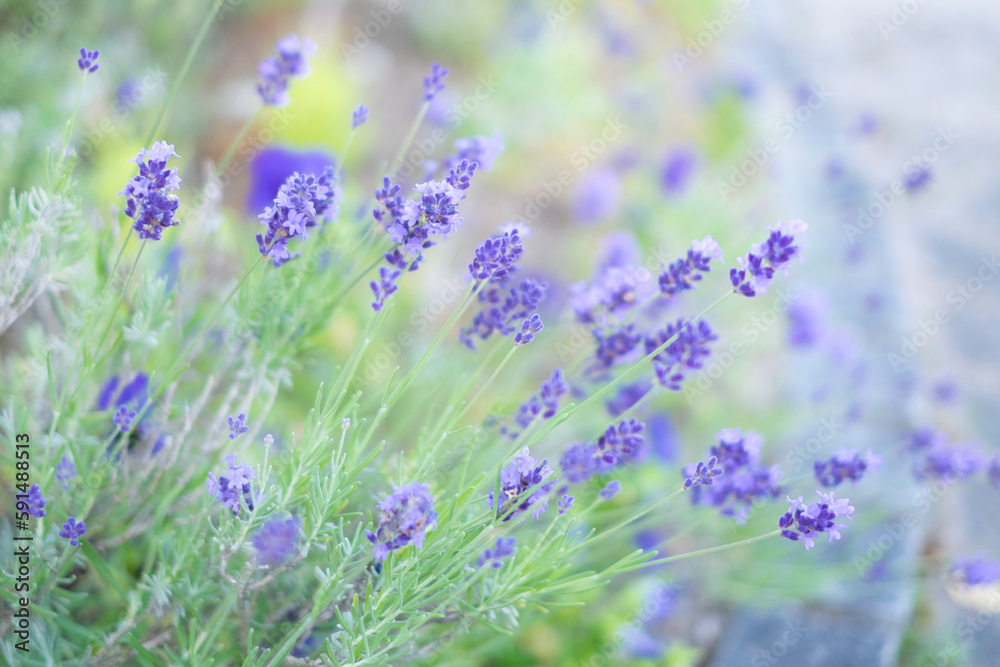 Naklejka premium ラベンダーの花