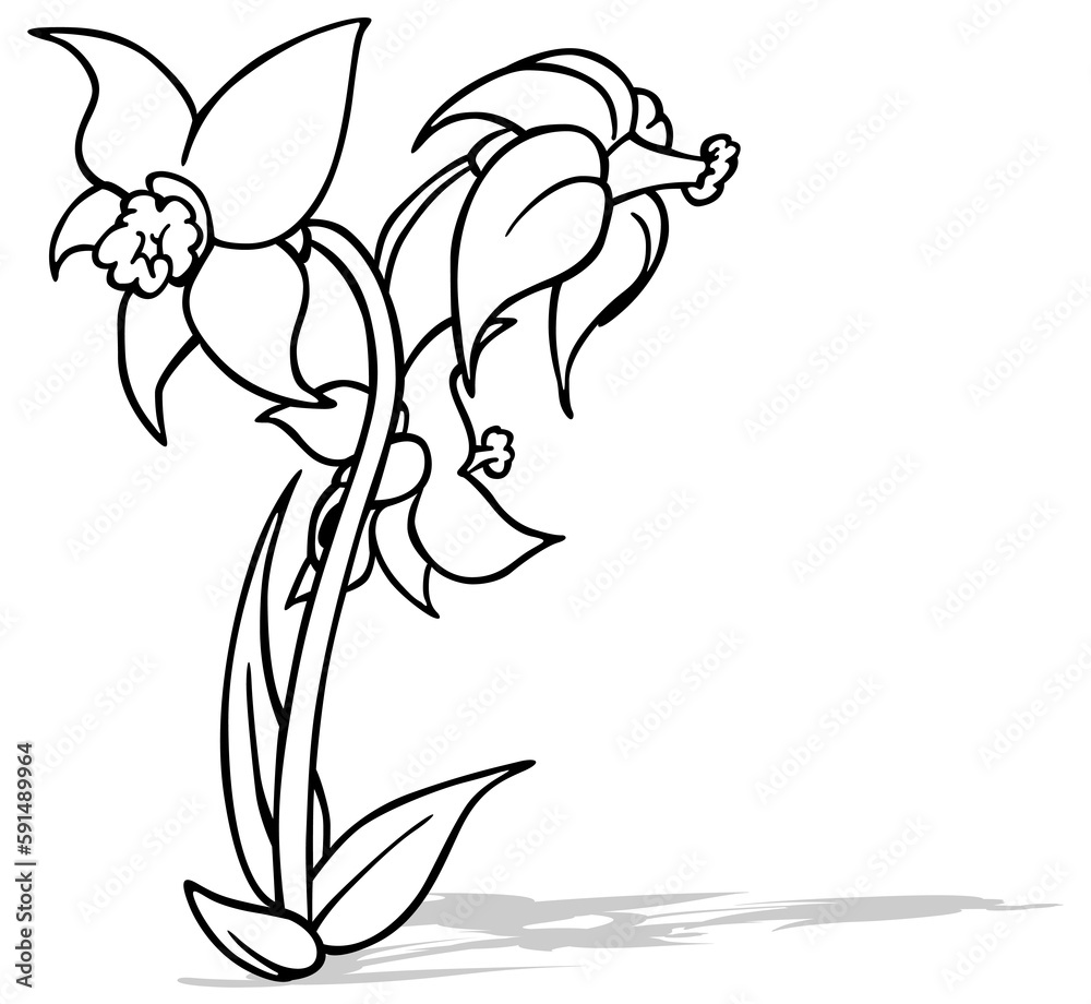 Drawing of Three Flowers of Daffodils Drawing of Three Flowers of Daffodils