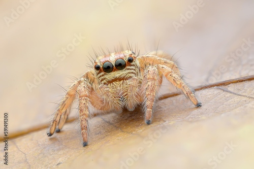 Wallpaper Mural Macro jumping spider on dry leaf in garden Torontodigital.ca