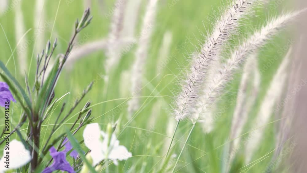 Beautiful wild grass in nature in the morning, soft wind. Beautiful wild grass in nature in the morning, soft wind.