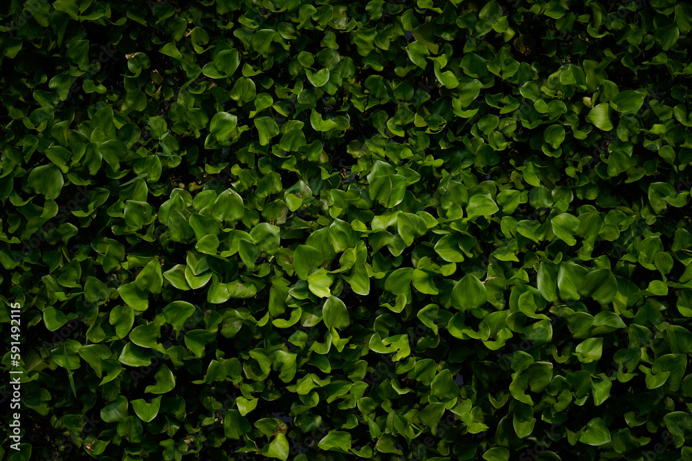 The Water Hyacinth is covering all the river and obstructing water flow. That is the one of water pollution. The Water Hyacinth is covering all the river and obstructing water flow. That is the one of water pollution.