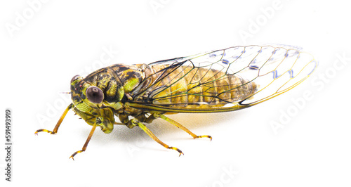 Green, grey and brown hieroglyphic cicada fly - Neocicada hieroglyphica - side profile view isolated on white background