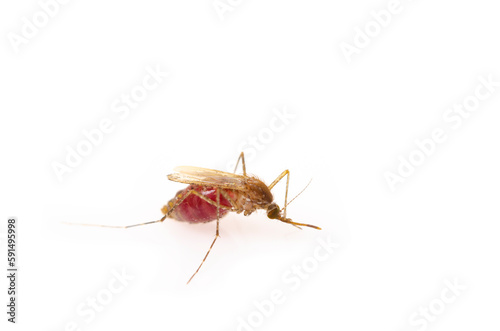 The Mosquito on White background.