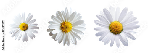 chamomile set isolated on transparent background created with Generative AI technology photo