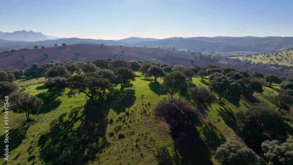 4k Aerial drone view of Olive tree fiel for the production of olive oil, Andalusia, south Spain.