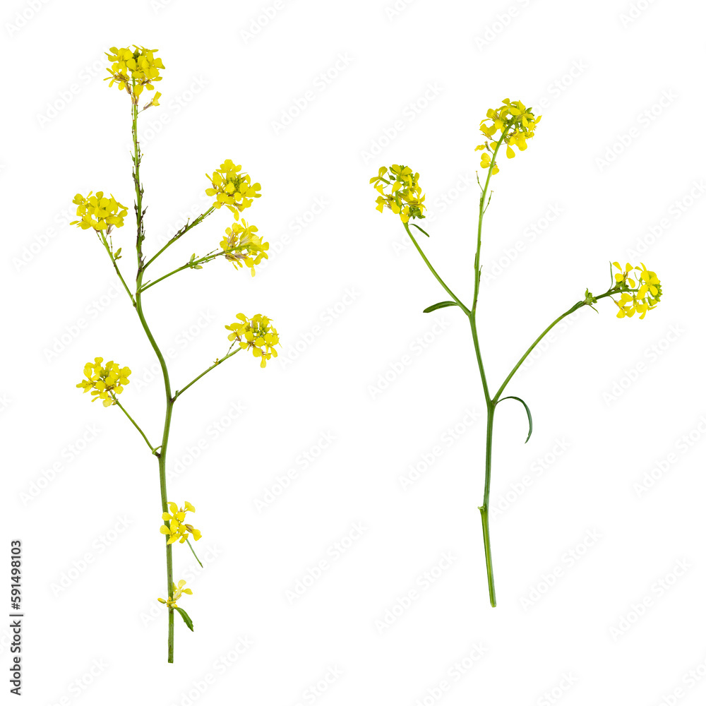 Stems of meadow grass with yellow flowers isolated on white background with clipping path. Full Depth of field. Focus stacking. PNG