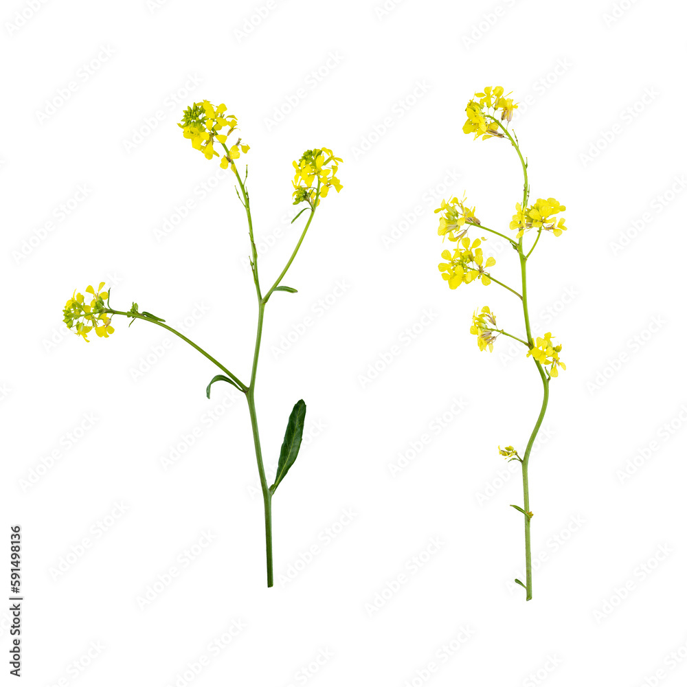 Stems of meadow grass with yellow flowers isolated on white background with clipping path. Full Depth of field. Focus stacking. PNG Stems of meadow grass with yellow flowers isolated on white background with clipping path. Full Depth of field. Focus stacking. PNG