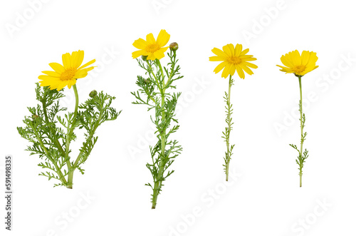 Fototapeta Naklejka Na Ścianę i Meble -  Yellow Calendula flower or Marigold isolated on white background, Floral symbol of spring and summer, heat and sun, png, DOF. Shallow depth of field