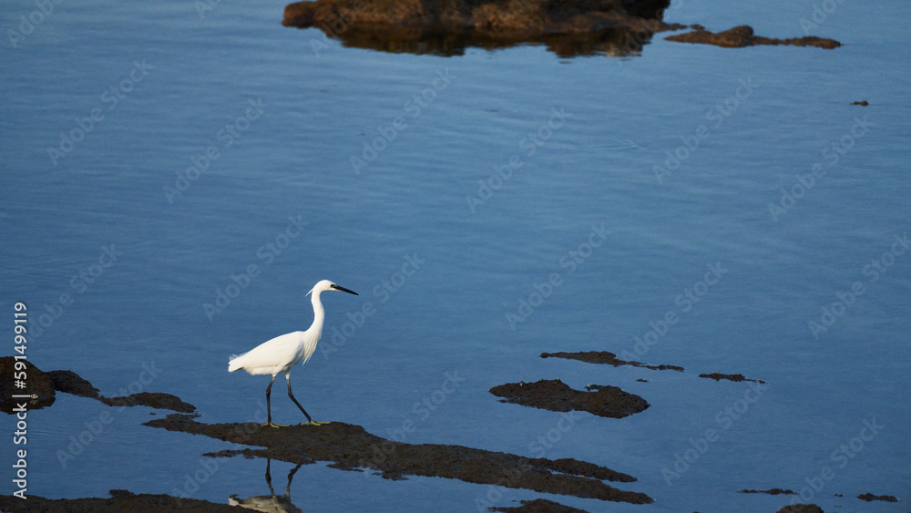 Egretta garzetta, Great White Egret, Silberreiher Egretta garzetta, Great White Egret, Silberreiher