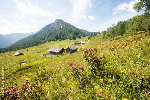 Austria, Salzburger Land, Altenmarkt im Pongau, Alpine pasture in spring with wildflowers blooming in foreground