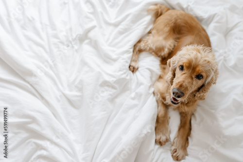 English cocker spaniel dog lying on human bed photo