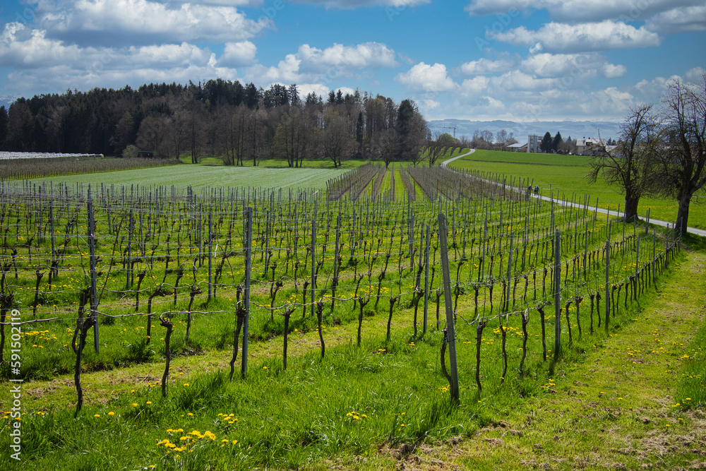Rows of vines in spring near Lake Constance