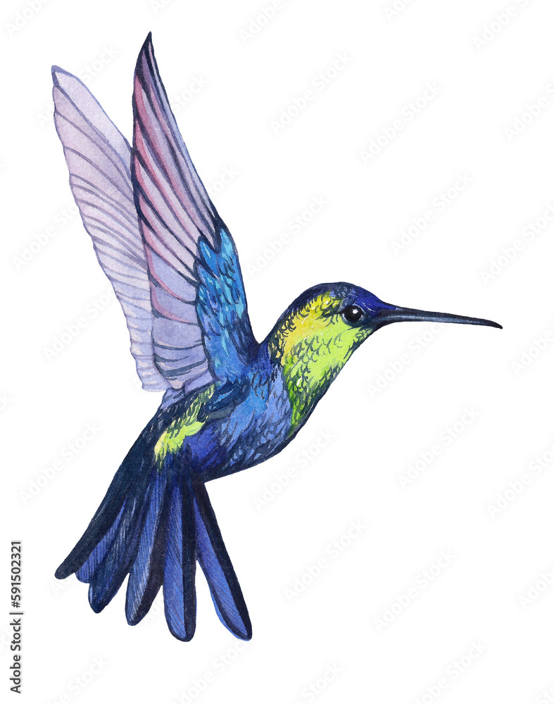 Fototapeta premium Watercolor illustration of a hummingbird bird. An exotic bird with bright colored plumage. Hand drawn flying hummingbird bird isolated on white background.