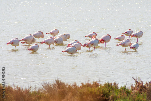 Flamingos in the water