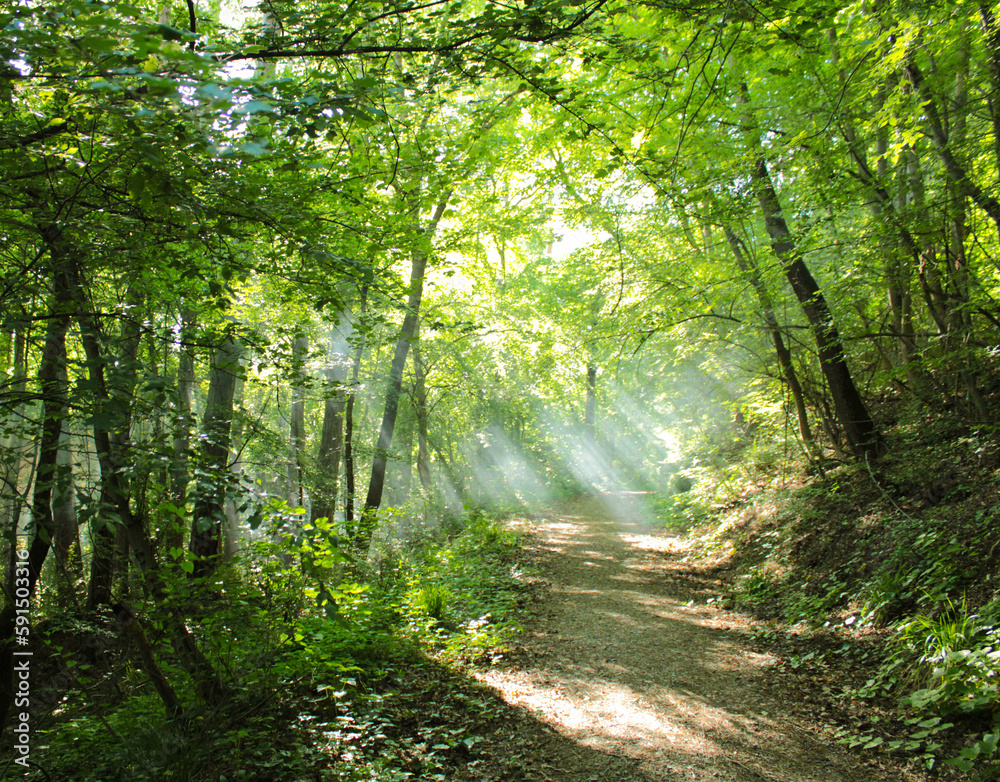 Fototapeta premium path in the forest. sunny day. green forest