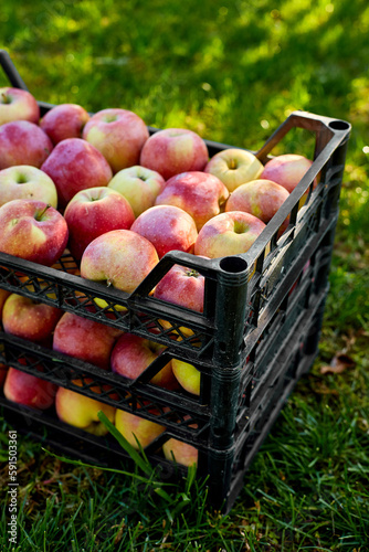 Harvest of fresh organic red apples in the black boxes