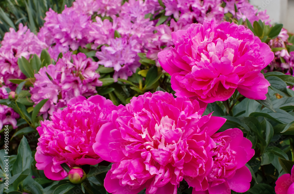 garden with pink peony and rhododendron flowers