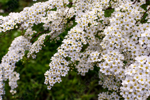Fototapeta Naklejka Na Ścianę i Meble -  Snowmound spirea flowers Spiraea nipponica bloom in the Spring