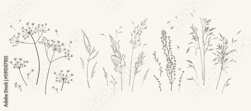 Set with meadow herbs. Botanical collection with dried plants. Black and white. Line art. Vector illustration. © Anna
