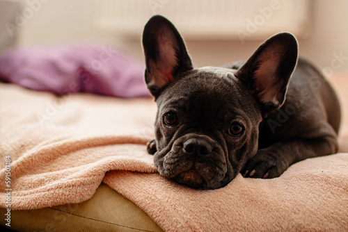 Black french bulldog sitting on couch at home. © Mykola