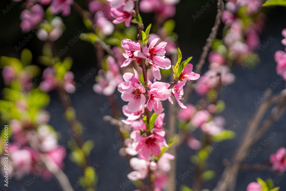 Obraz premium Peach tree flower blossom. Beautiful pink flowers in spring