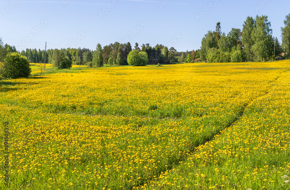 Fototapeta premium field of yellow flowers