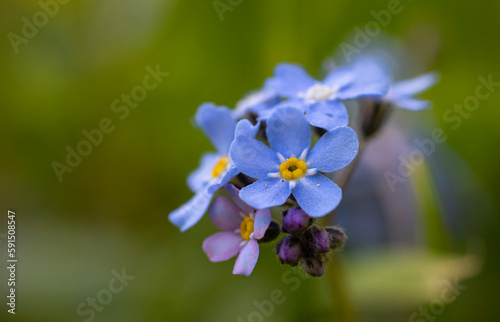 light blue flowers