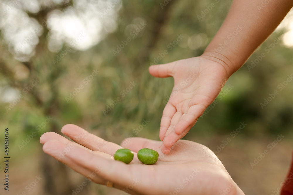 Hand of daughter giving olives to father Hand of daughter giving olives to father