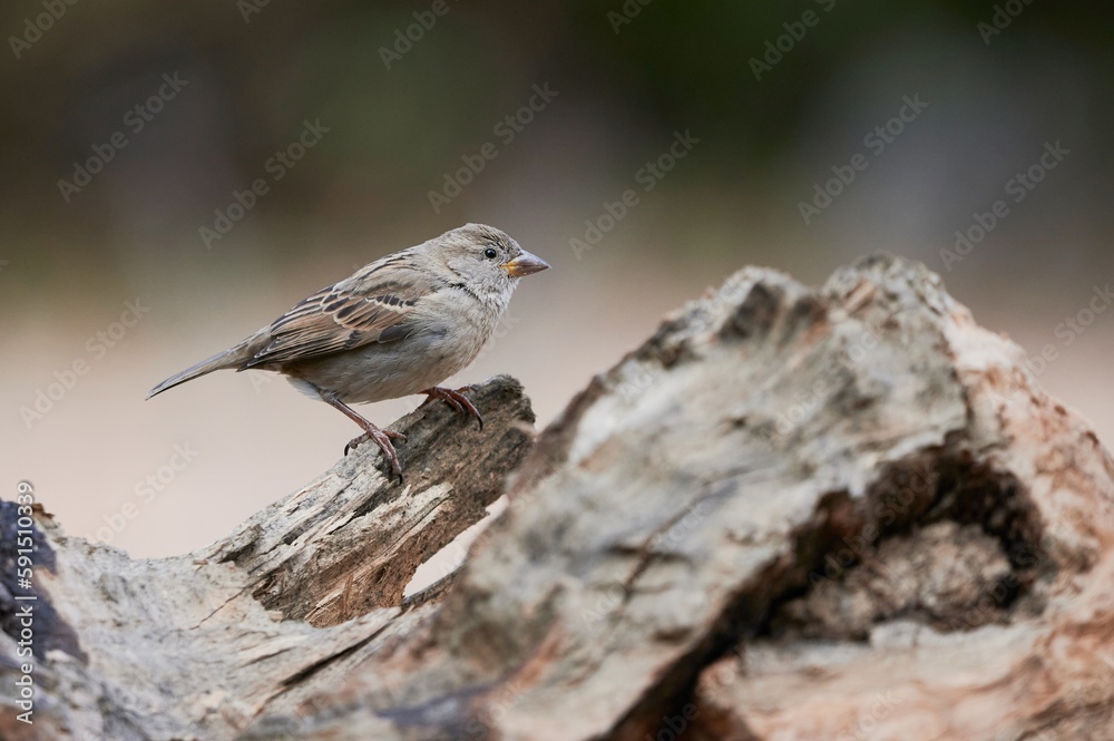Little sparrow perching on tree Little sparrow perching on tree