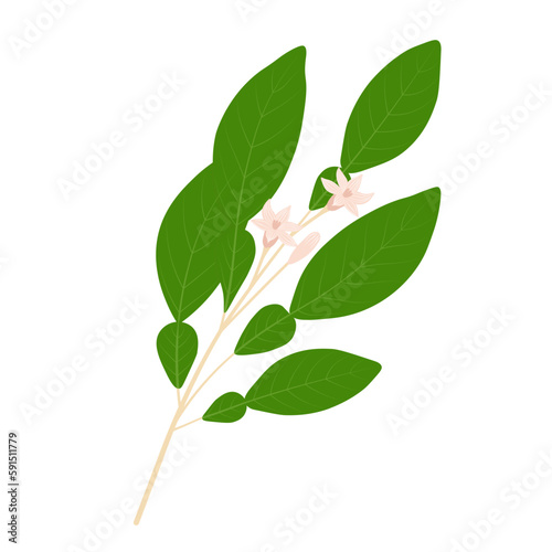 A branch of bergamot with a flower. Vector stock illustration. Green spring shoots of a fragrant tree. Isolated on a white background.