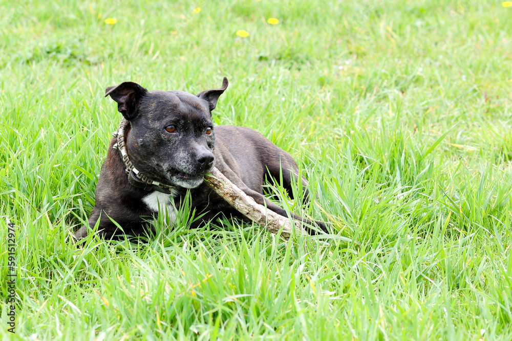 Portrait of A healthy dog chewing wood stick to gnaw to deal with the pains associated with teething to helps build jaw strength and increase saliva production. Portrait of A healthy dog chewing wood stick to gnaw to deal with the pains associated with teething to helps build jaw strength and increase saliva production.