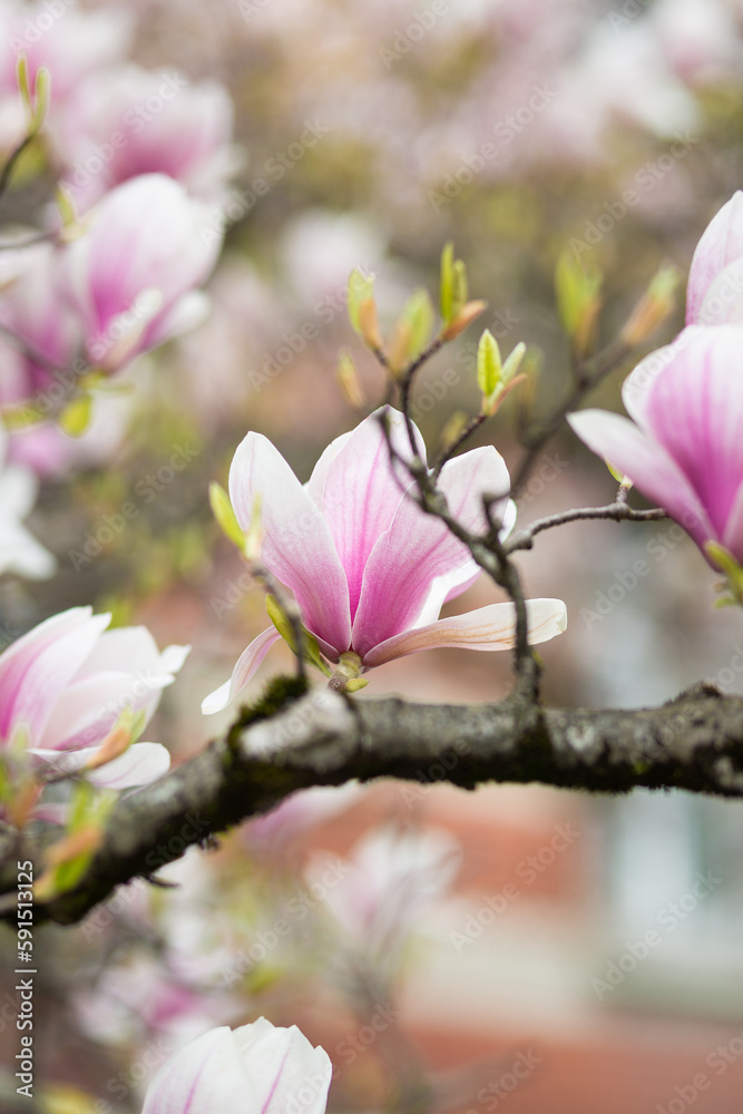 Blooming flower of pink magnolia on a branch on a spring cloudy day. Selective focus, copy space, close-up, bottom view. Blooming flower of pink magnolia on a branch on a spring cloudy day. Selective focus, copy space, close-up, bottom view.