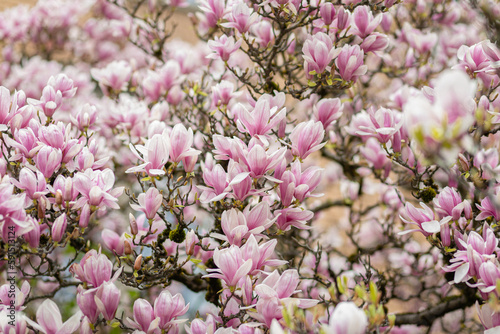 Branches of blooming pink magnolia on a spring cloudy day. Selective focus, copy space, flower wallpaper.
