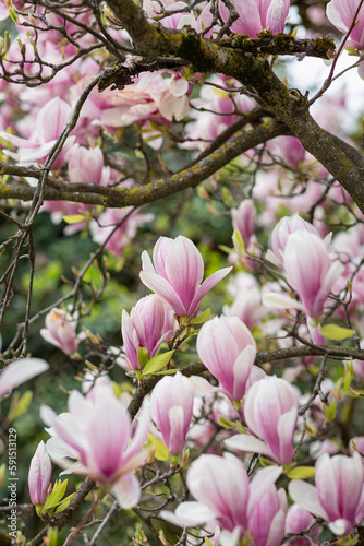 Pink magnolia blossom on a spring cloudy day. Selective focus  close-up  side view.