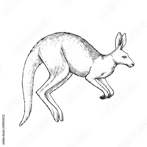 Vector hand-drawn illustration with a jumping kangaroo isolated on white.