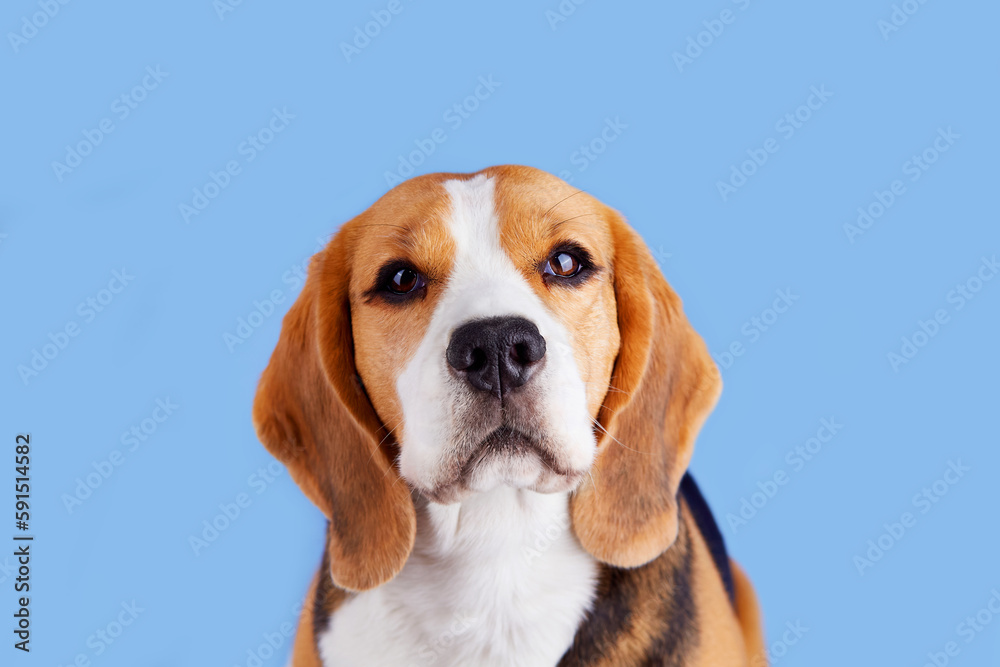 Portrait of a cute beagle dog looking into the camera on a blue isolated background. 