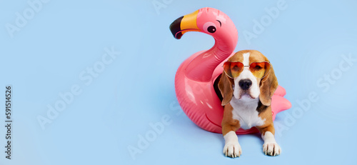 A beagle dog wearing sunglasses lies on a pink inflatable flamingo on a blue isolated background. Banner. Summer concept. Copy space. © Viktoriya