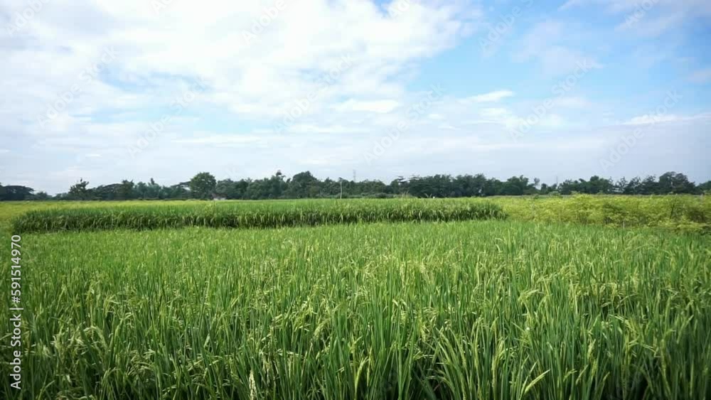 green field and blue sky green field and blue sky