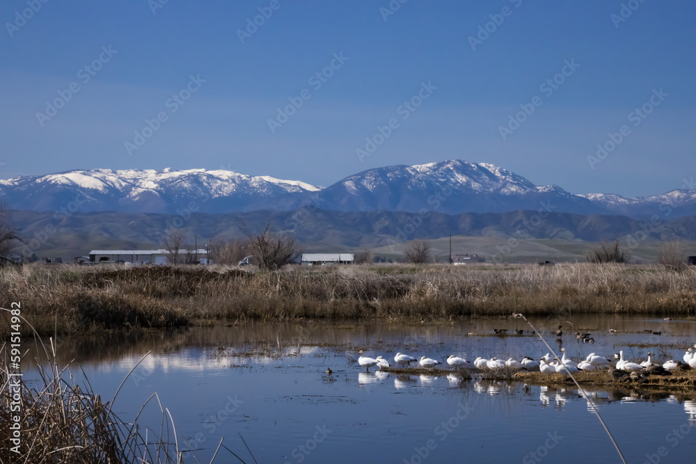 Ducks with mountain in the background