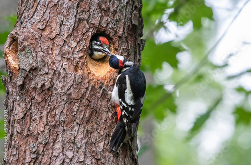 woodpecker on tree